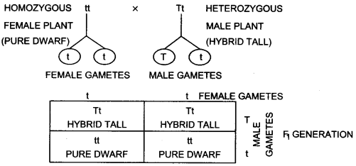 Solutions Class 12 जीव विज्ञान Chapter-5 (वंशागति और विविधता के सिद्धान्त)