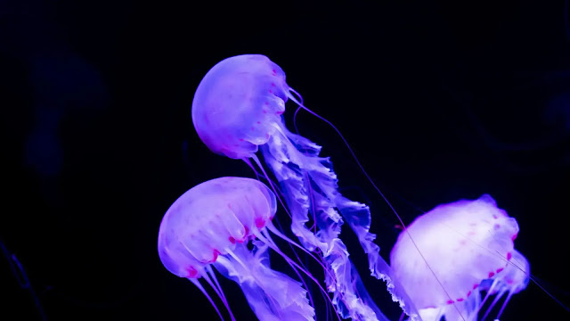 Jellyfish