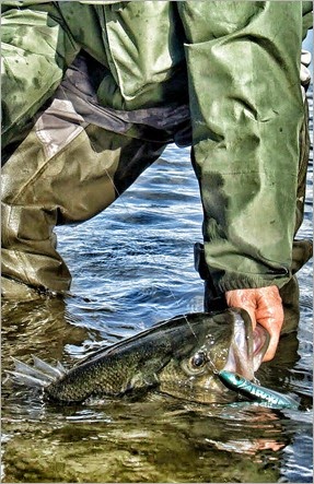 bass fishing in Ireland