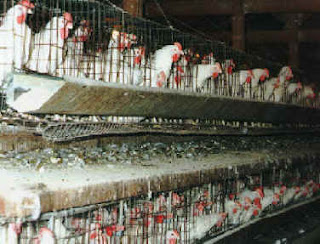 Hens kept in battery cages