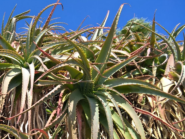 Aloe arborescens