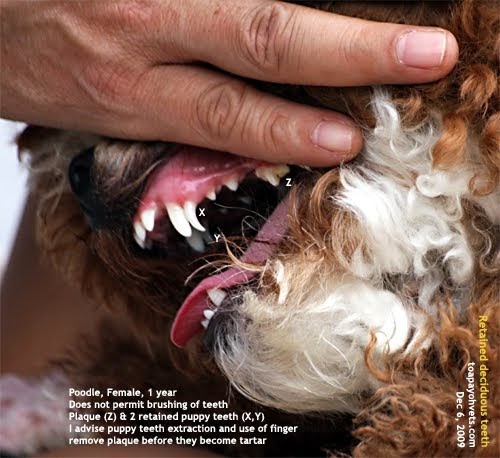 35 Best Images Cat Canine Teeth Removal : Balaji Dental and Craniofacial Hospital - Dr. S.M Balaji ...