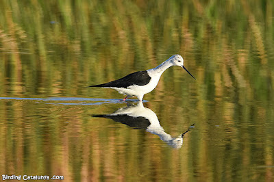 Cames llargues (Himantopus himantopus)