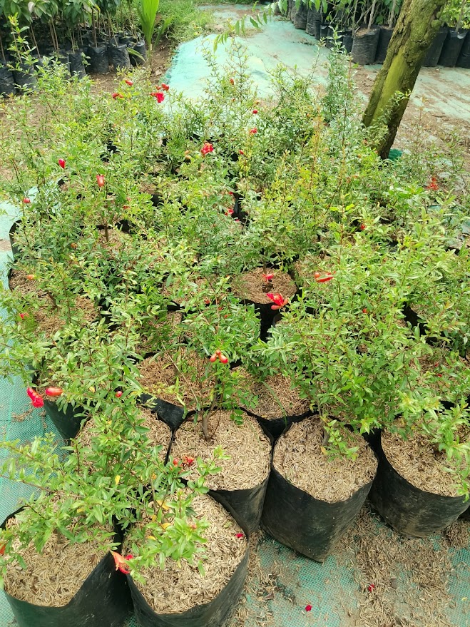 tanaman delima merah biji buah jambu harga hemat Kedokan Bunder