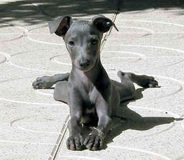 Italian Greyhound Puppies on The Playful Pup  The Italian Greyhound