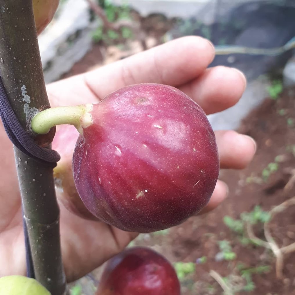 bibit tin merah buah jumbo jenis bojihong fresh cangkok berkualitas Wonoasih