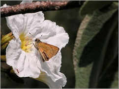mexican oilve buttefly2