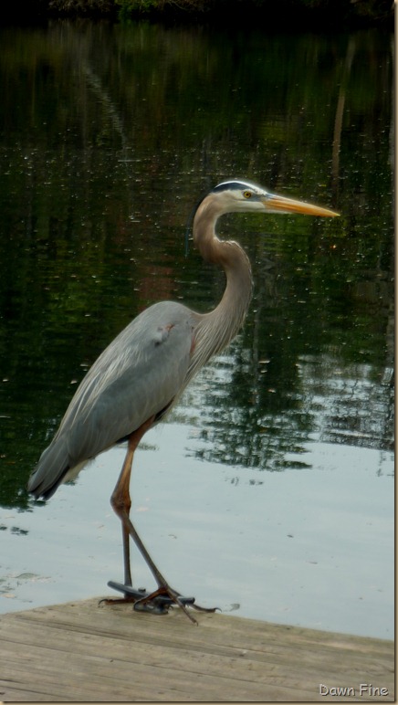 Chassahowitzka River  area_022