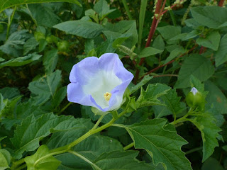 Nicandra physaloides - Nicandre faux coqueret - Pomme du Pérou