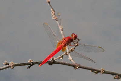 Crocothemis servilia