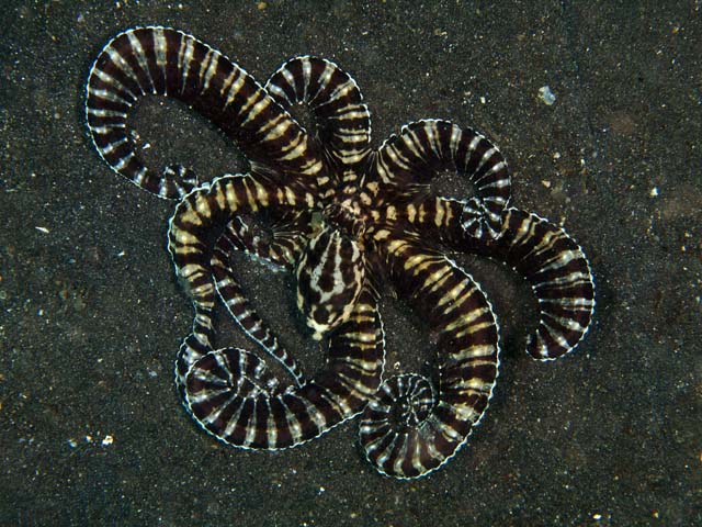 mimic octopus