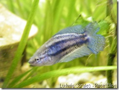 Betta Hembra