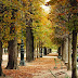 Autumn in the Tulleries, Paris