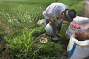 Masyarakat Menjerit Pupuk Langka,Harga Pupuk Melonjak Dan Hasil Panen Di Kecamatan Ranah Pesisir Hanya Untuk Makan.