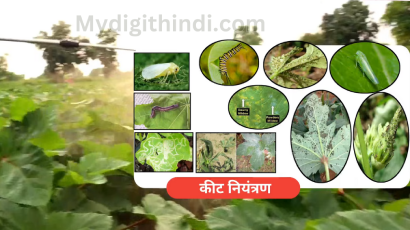 भिंडी की खेती | okra cultivation | भिंडी की खेती से सम्बंधित जानकारी | Information related to ladyfinger cultivation