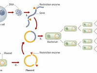 PERAN ENZIM ENDONUKLEASE RESTRIKSI