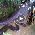 GIANT SNAKE EATS MAN? Huge Snakes and Humans