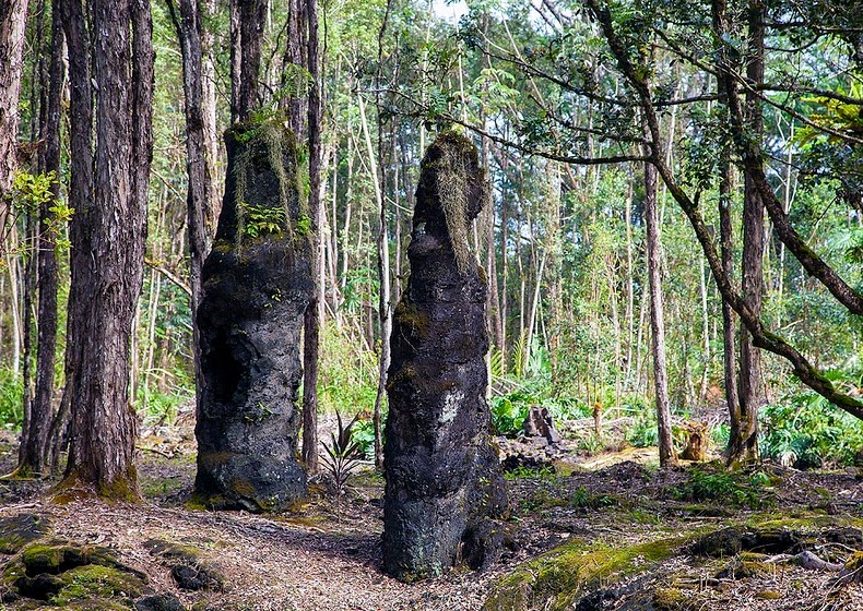 lava-trees-3