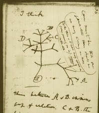 Bocetos de Darwin