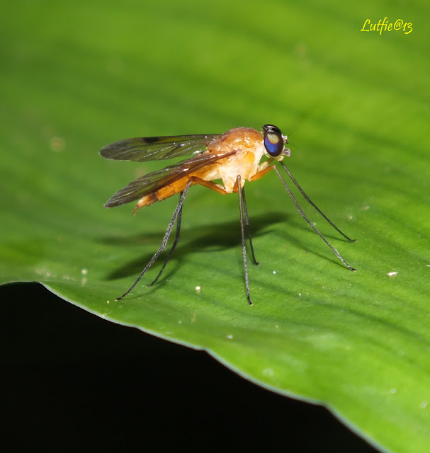 kumpulan poto macro