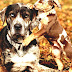 Catahoula Cur - Catahoula Leopard Dog Breed Info