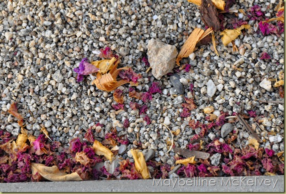 DSC_2048_4996