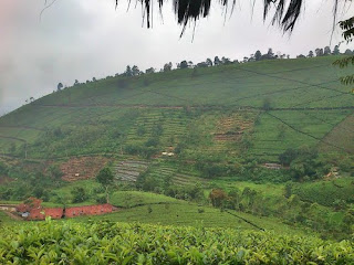 Wisata Kebun Teh Cipasung