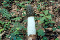 Phallus impudicus