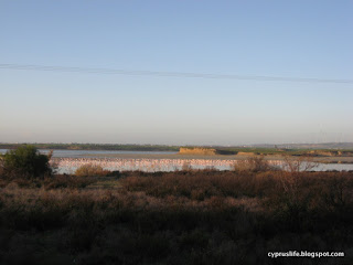 pink flamingoes in the distance on Larnaka Salt Lake