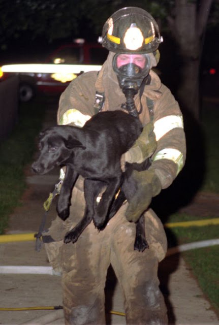 Animals Being Rescued Seen On www.coolpicturegallery.us