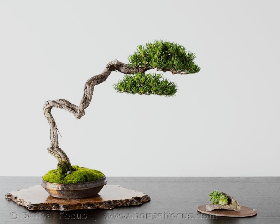 Bonsai Bunjin (Literati) Style