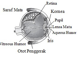 Alat Optik (Pengertian, Jenis, Macam, dan Gambar)