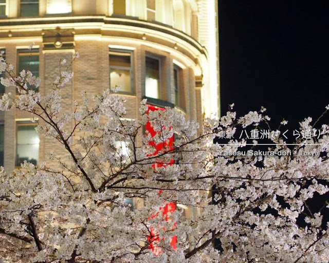 八重洲さくら通りの桜