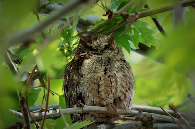 Scops Owl roosting in foliage