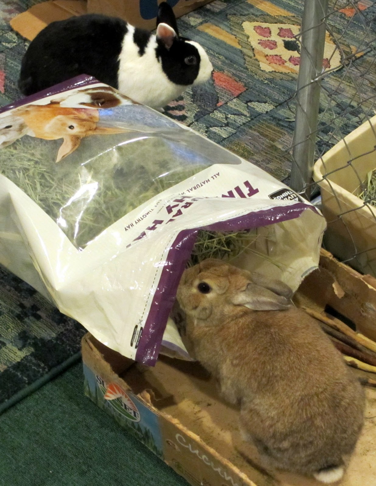 ... Ramblings: Do you save toilet paper tubes? For the bunnies, I mean