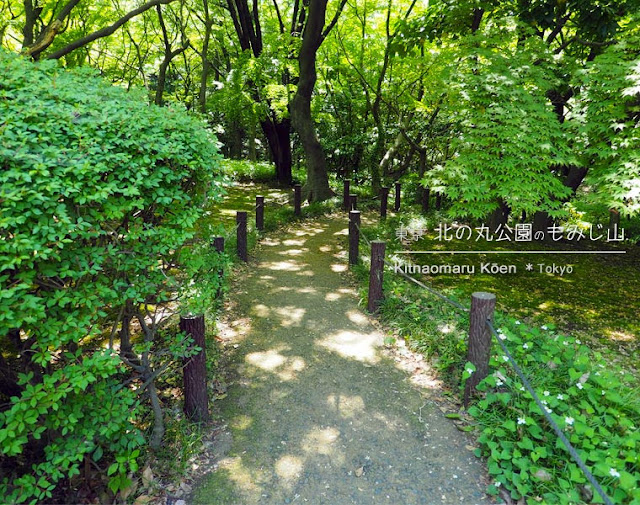 北の丸公園のもみじ山（夏）