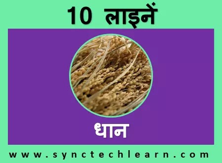 10 lines on rice in hindi