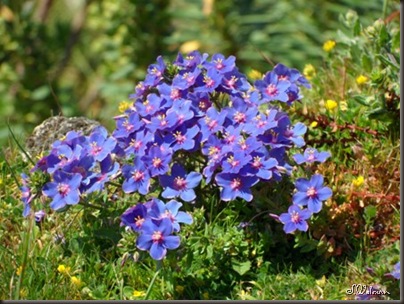 SAM_0015