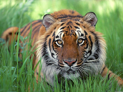 animals wallpaper african safari tigers. animals wallpaper african safari tigers. wallpaper tiger baby. Animal