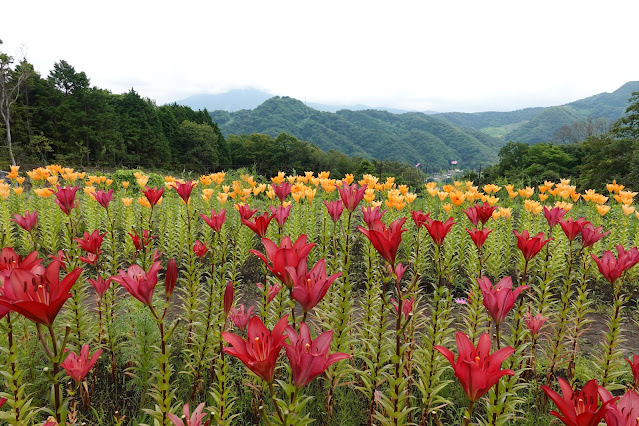 鳥取県西伯郡南部町鶴田 とっとり花回廊 秘密の花園