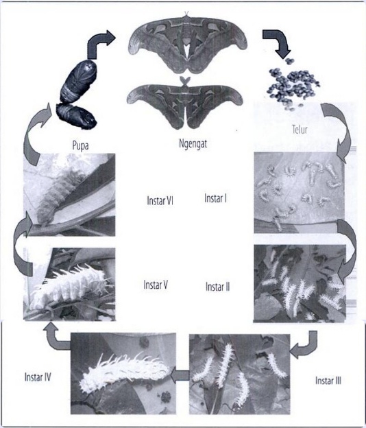 Lifecycle Kupu Gajah, Si Ramarama (Ulat Sitataru, Hileud Sibabataru), Atlas Moth