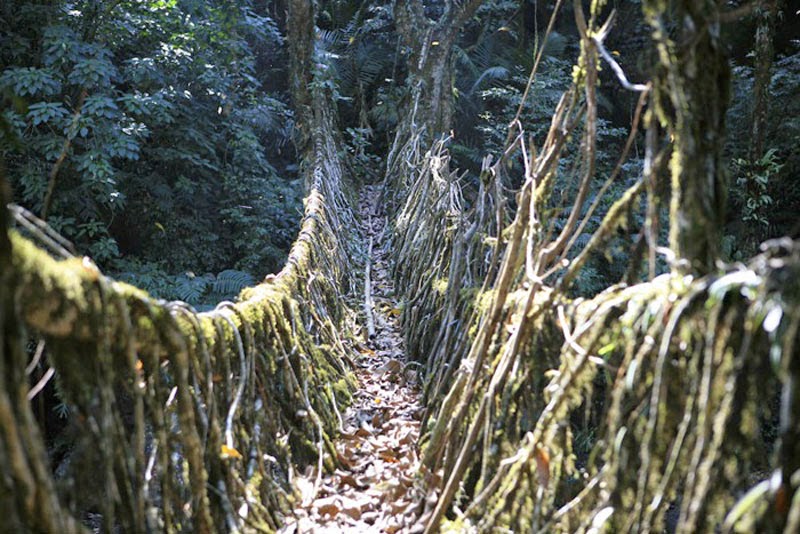 Indian Tribe Masters The Art of Weaving Living Root Bridges