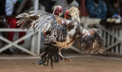 Jamu ayam sebelum bertanding, doping ayam sebelum bertanding