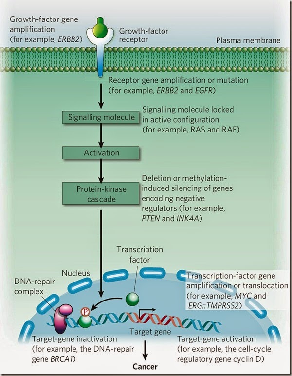 Two major classes of genes contribute to causing cancer i MR X Difference betwixt Oncogene together with Tumor Suppressor Genes