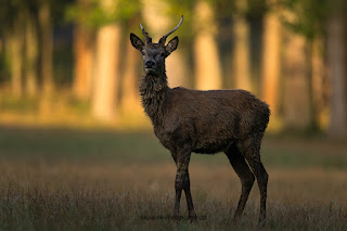 Naturfotografie Hirschbrunft Rothirsch Olaf Kerber