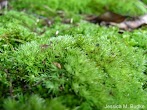 How To Identify Moss Species / Mosses Division Bryophyta Plant Pest Diagnostics - In this way they were able to identify haploid and diploid sphagnum species—in other words.