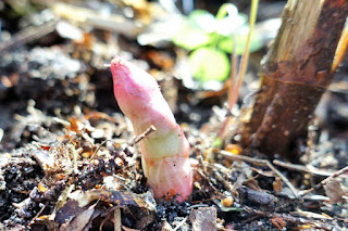 Im Frühling zeigen sich die jungen Triebe des Japanknöterichs