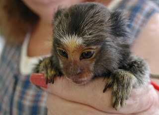 Smallest Monkey in the World