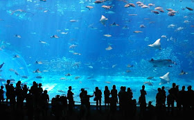 Okinawa aquarium, acquarium, large acquarium shot, Japanese acquariums, inspiration shot