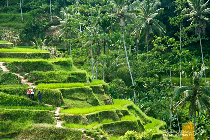 Tegalalang Rice Terraces Bali